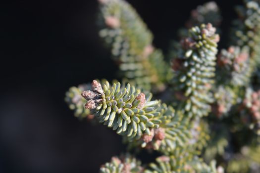 Blue Spanish Fir branch - Latin name - Abies pinsapo Glauca