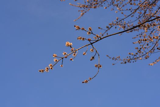 Silver maple branch with flowers - Latin name - Acer saccharinum