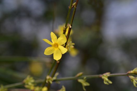 Winter jasmine - Latin name - Jasminum nudiflorum