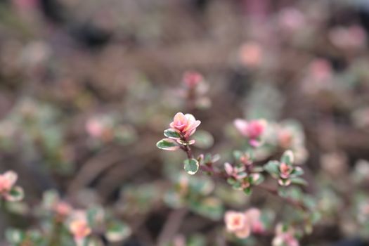 Foxley Thyme leaves - Latin name - Thymus pulegioides Foxley