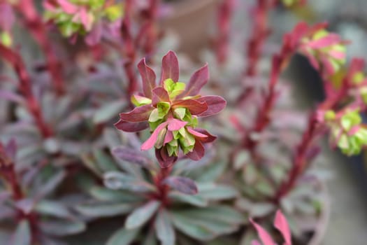 Wood spurge Purpurea flower - Latin name - Euphorbia amygdaloides Purpurea