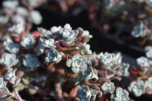 Broadleaf stonecrop - Latin name - Sedum spathulifolium