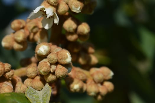 Japanese medlar - Latin name - Eriobortya japonica