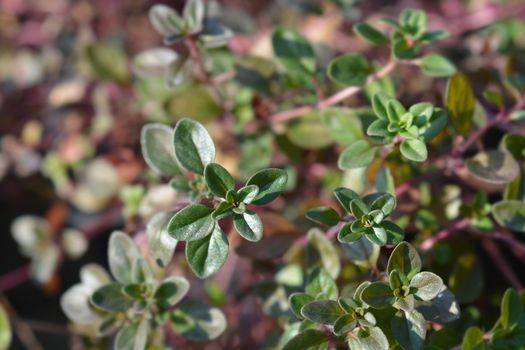 Garden thyme leaves - Latin name - Thymus vulgaris