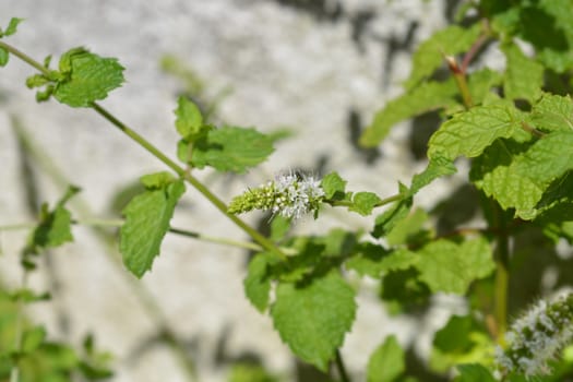 Common mint flower - Latin name - Mentha spicata