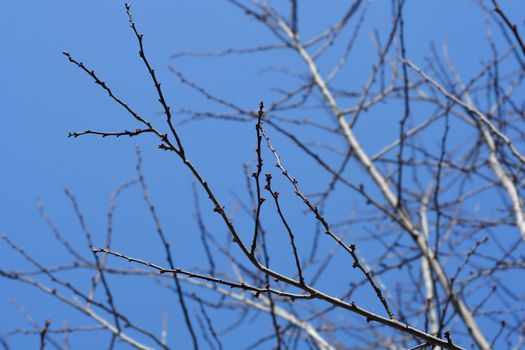 Black Cherry Plum branches - Latin name - Prunus cerasifera Nigra