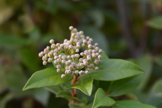 Laurustinus flower buds - Latin name - Viburnum tinus