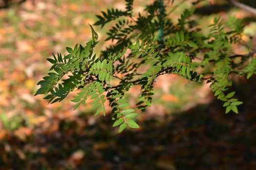 Japanese pepper tree - Latin name - Zanthoxylum piperitum