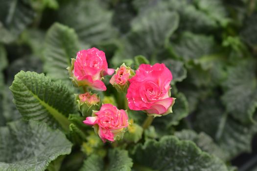 Primrose Girls Delight - Latin name - Primula vulgaris Girls Delight