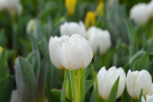 Tulip White Baby - Latin name - Tulipa White Baby