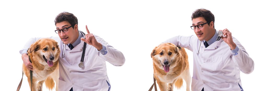 Vet doctor examining golden retriever dog isolated on white