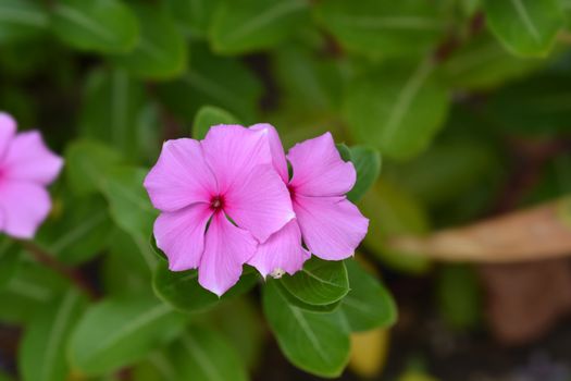 Madagascar rosy periwinkle - Latin name - Catharanthus roseus (Vinca rosea)