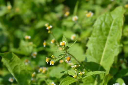 Shaggy soldier flowers - Latin name - Galinsoga quadriradiata (Galinsoga ciliata)