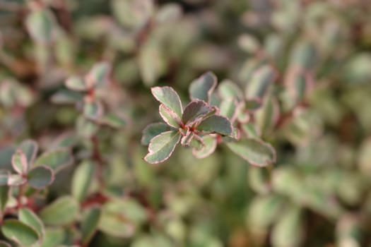 Firethorn Sparkler variegated leaves - Latin name - Pyracantha Sparkler