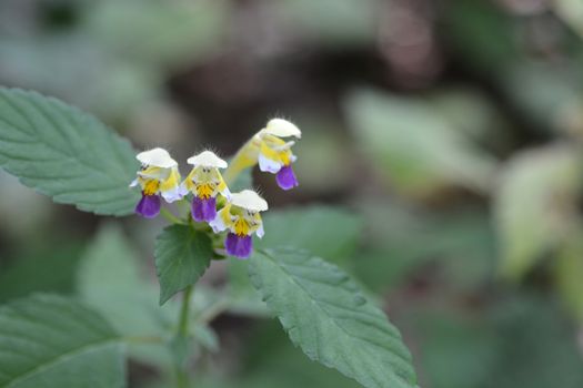 Large-flowered hemp-nettle - Latin name - Galeopsis speciosa