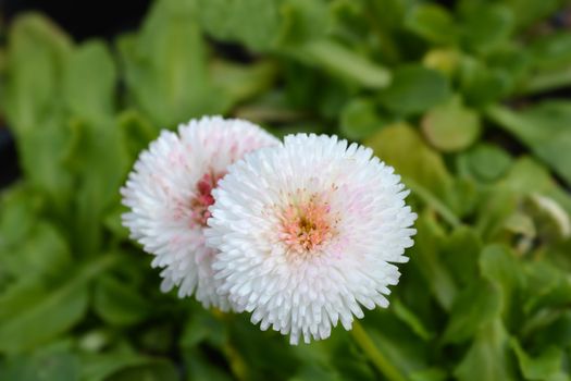 English daisy cultivar - Latin name - Bellis perennis