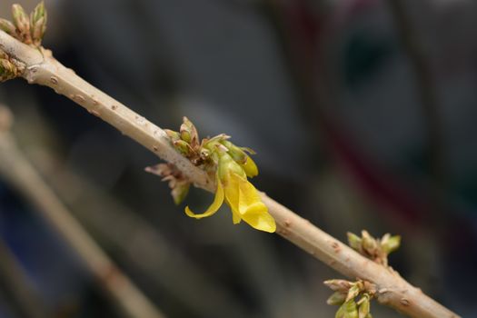 Dwarf Forsythia Mikador - Latin name - Forsythia x intermedia Mikador