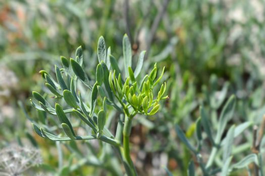 Sea fennel leaves - Latin name - Crithmum maritimum