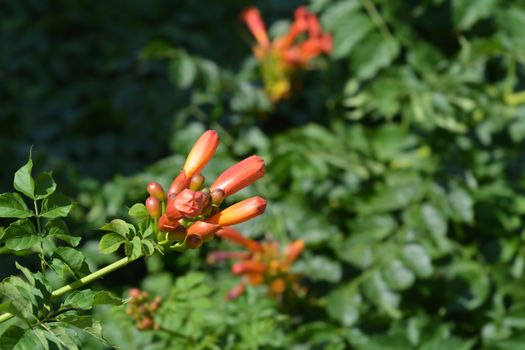Red trumpet vine flower buds- Latin name - Campsis radicans