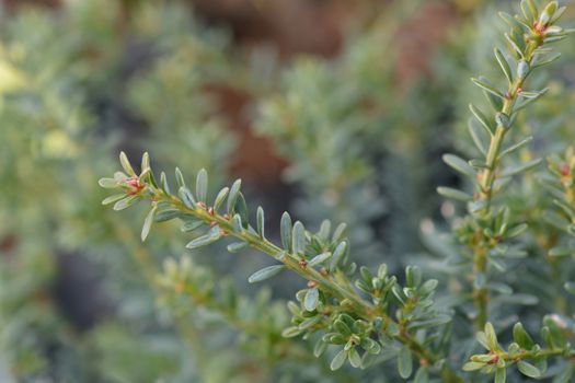 Tasmanian podocarp Blue Gem - Latin name - Podocarpus alpinus Blue Gem