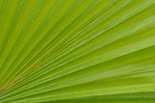 Round-leaf fountain palm leaf detail - Latin name - Livistona rotundifolia (Saribus rotundifolius)