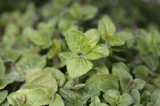 Common marjoram leaves - Latin name - Origanum vulgare