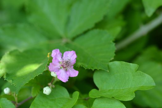 Elmleaf blackberry pink flower - Latin name - Rubus ulmifolius