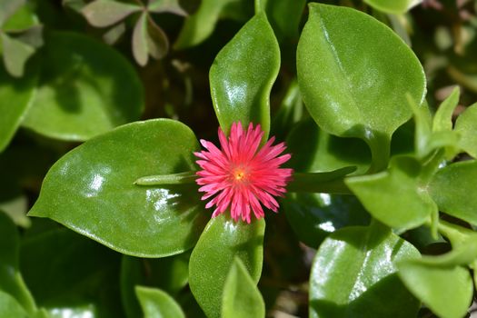 Baby sun rose flower - Latin name - Aptenia cordifolia (Mesembryanthemum cordifolium)