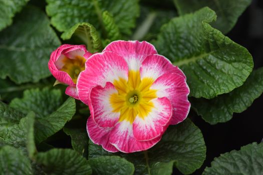 Pink English Primrose - Latin name - Primula Polyanthus hybrids