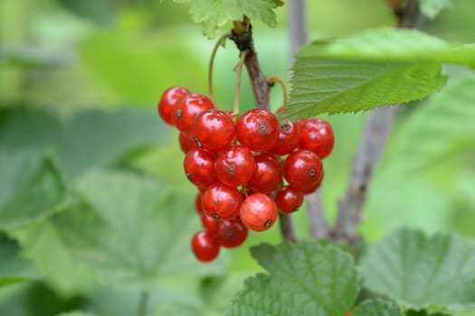 Red currant fruit - Latin name - Ribes rubrum