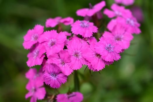 Sweet William flowers - Latin name - Dianthus barbatus