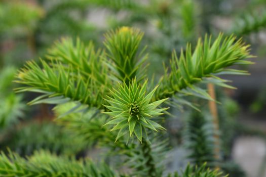 Monkey puzzle tree - Latin name - Araucaria araucana