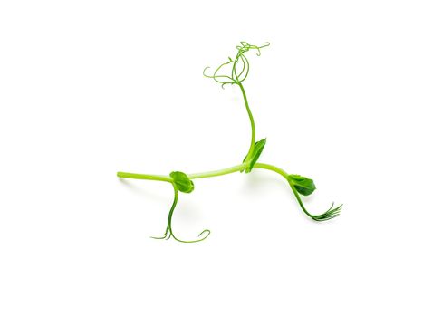 Micro greens - sprouts peas isolated on white background. Top view or flat lay.