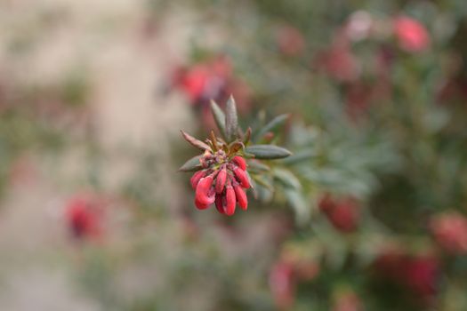 Rosemary grevillea flowers - Latin name - Grevillea rosmarinifolia