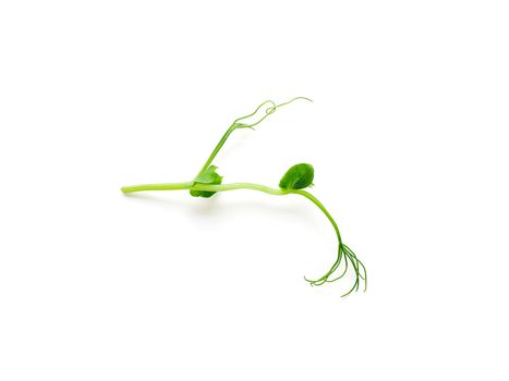 Micro greens - sprouts peas isolated on white background. Top view or flat lay.