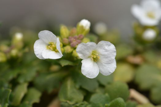 Mountain rock cress Schneehaube - Latin name - Arabis alpina subsp. caucasica Schneehaube (Arabis alpina Snowcap)