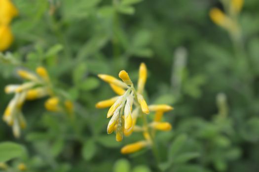 Easter broom flowers - Latin name - Genista x spachiana