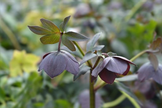 Lenten rose Lucy - Latin name - Helleborus orientalis Lucy