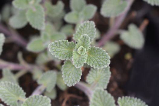 Faassens catnip leaves - Latin name - Nepeta x faassenii