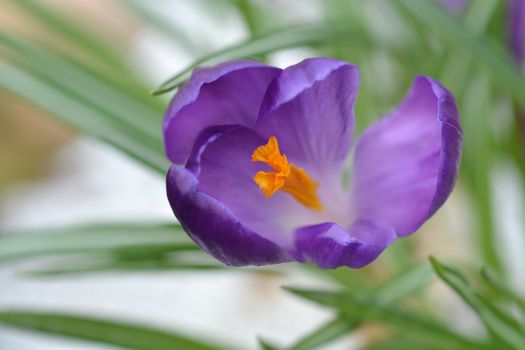 Spring crocus - Latin name - Crocus vernus