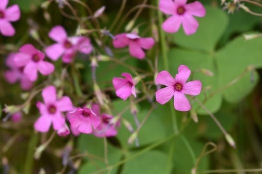 Pink wood sorrel - Latin name - Oxalis articulata