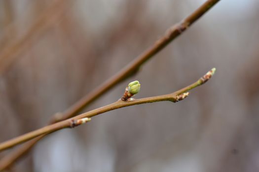 Agen Plum tree branch - Latin name - Prunus domestica Agen