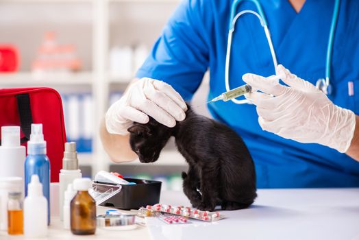 Vet doctor examining kittens in animal hospital