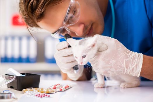 Vet doctor examining kittens in animal hospital