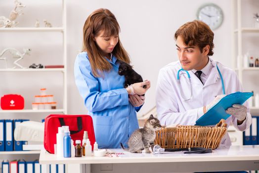 Doctor and assistant in vet clinic checking up kitten