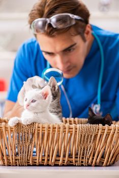 Vet doctor examining kittens in animal hospital