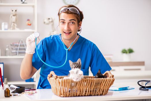 Vet doctor examining kittens in animal hospital