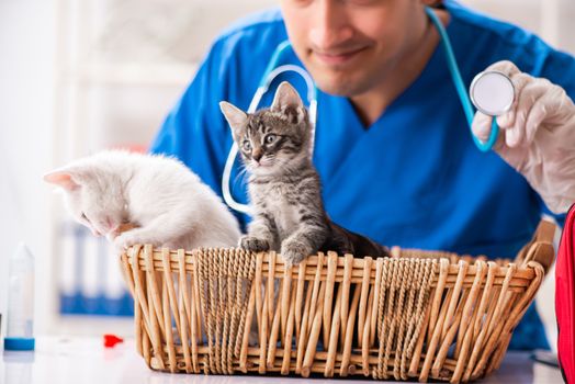 Vet doctor examining kittens in animal hospital