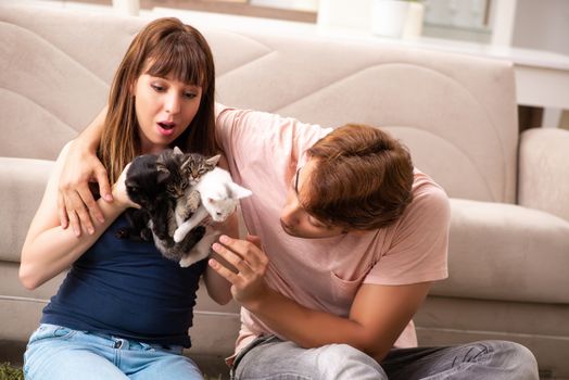 Young family with kitten playing at home