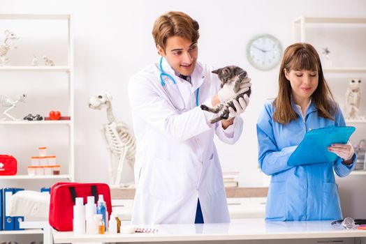 Doctor and assistant in vet clinic checking up kitten